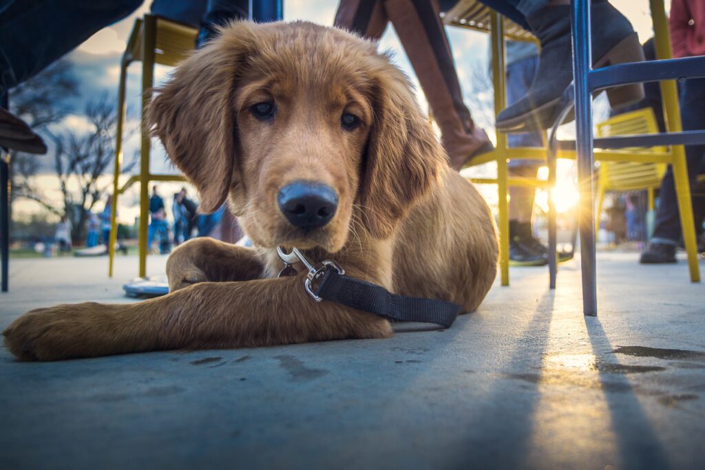 a-dog-s-dinner-canine-restaurant-etiquette-debretts