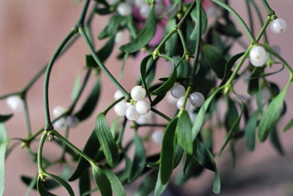 Under the Mistletoe - Vimarsana News